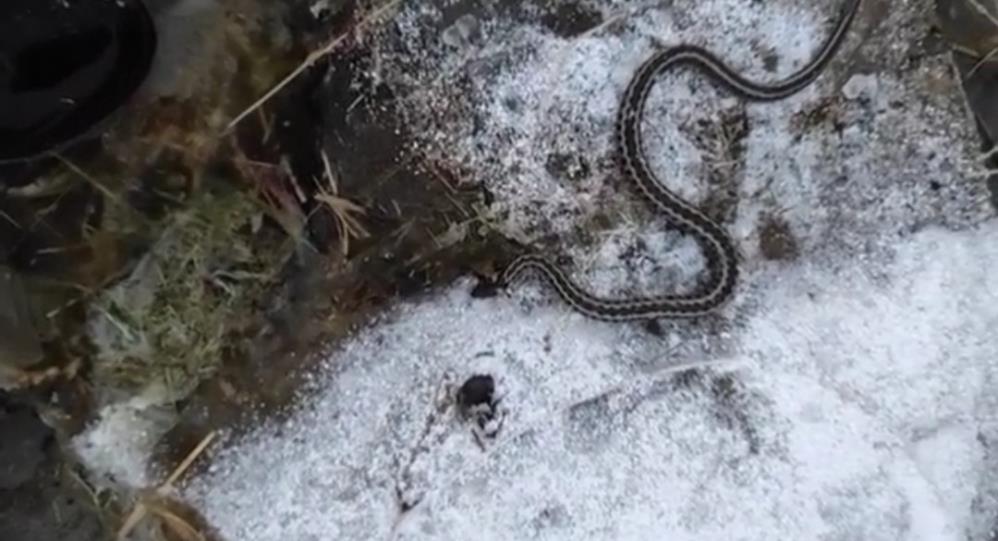 Kış mevsiminde görülen yılan şaşırttı