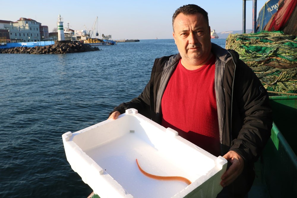 'Yılan kurdu balığı' Çanakkale Boğazı'nda görüntülendi