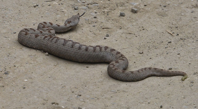 Nesli tehlikedeki engerek türü Kastamonu’da görüldü