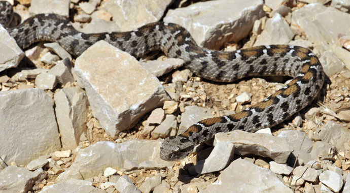 Nesli tehlikede olan yılan Nemrut Dağı’nda görüldü
