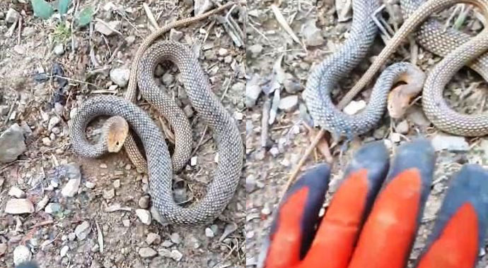 Çiftçinin yılanla dansı