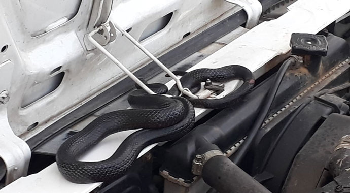 4 saat boyunca yılanın çıkmasını beklediler