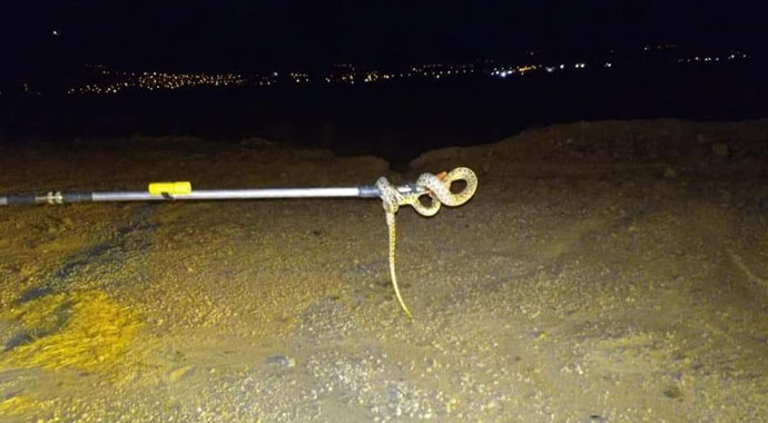 Terminalde yılan paniği