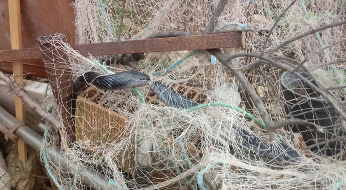 Ağlara takılan kara yılan itfaiye ekiplerini seferber etti