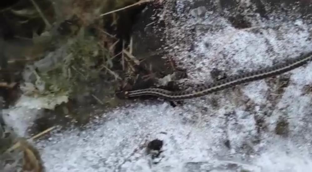 Kış mevsiminde görülen yılan şaşırttı