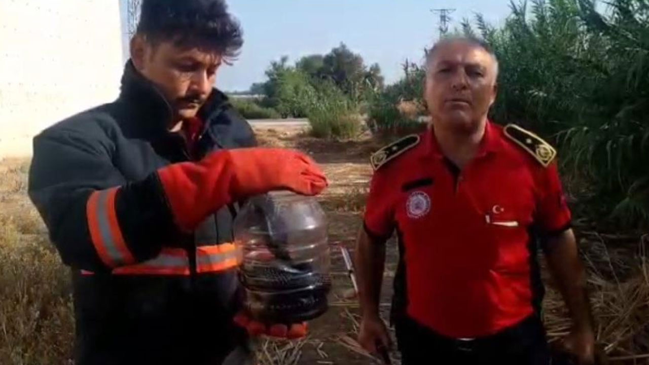 Evine 2 metrelik yılan girdi