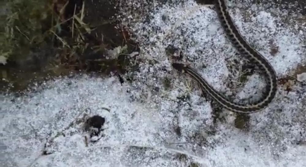 Kış mevsiminde görülen yılan şaşırttı