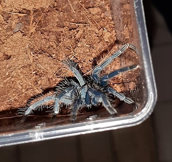Kentin göbeğinde onlarca piton yılanı, örümcek, kertentele…