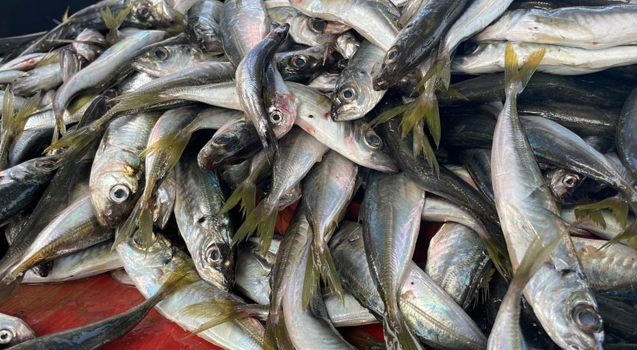 Hamsinin yerini İstavrit aldı: Kilosu 10 liraya kadar düştü