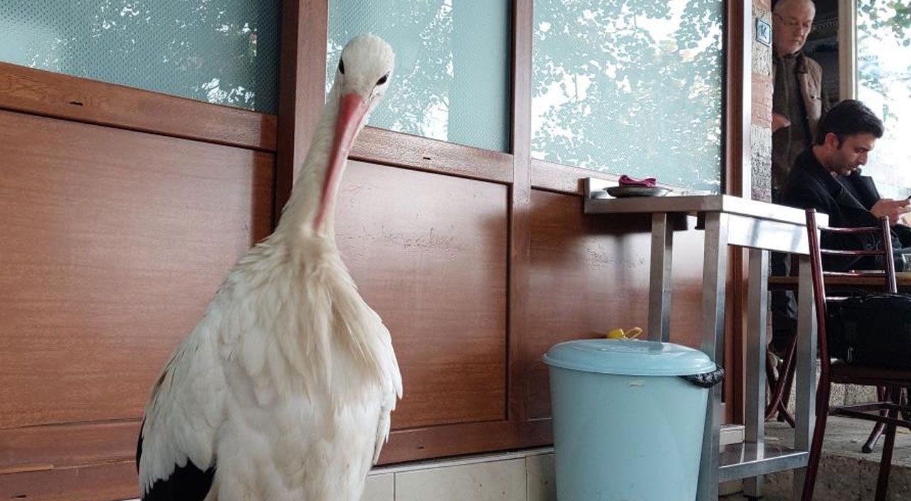 Şehir hayatına alışan leylek, sürüsünü unuttu Tekirdağlı oldu