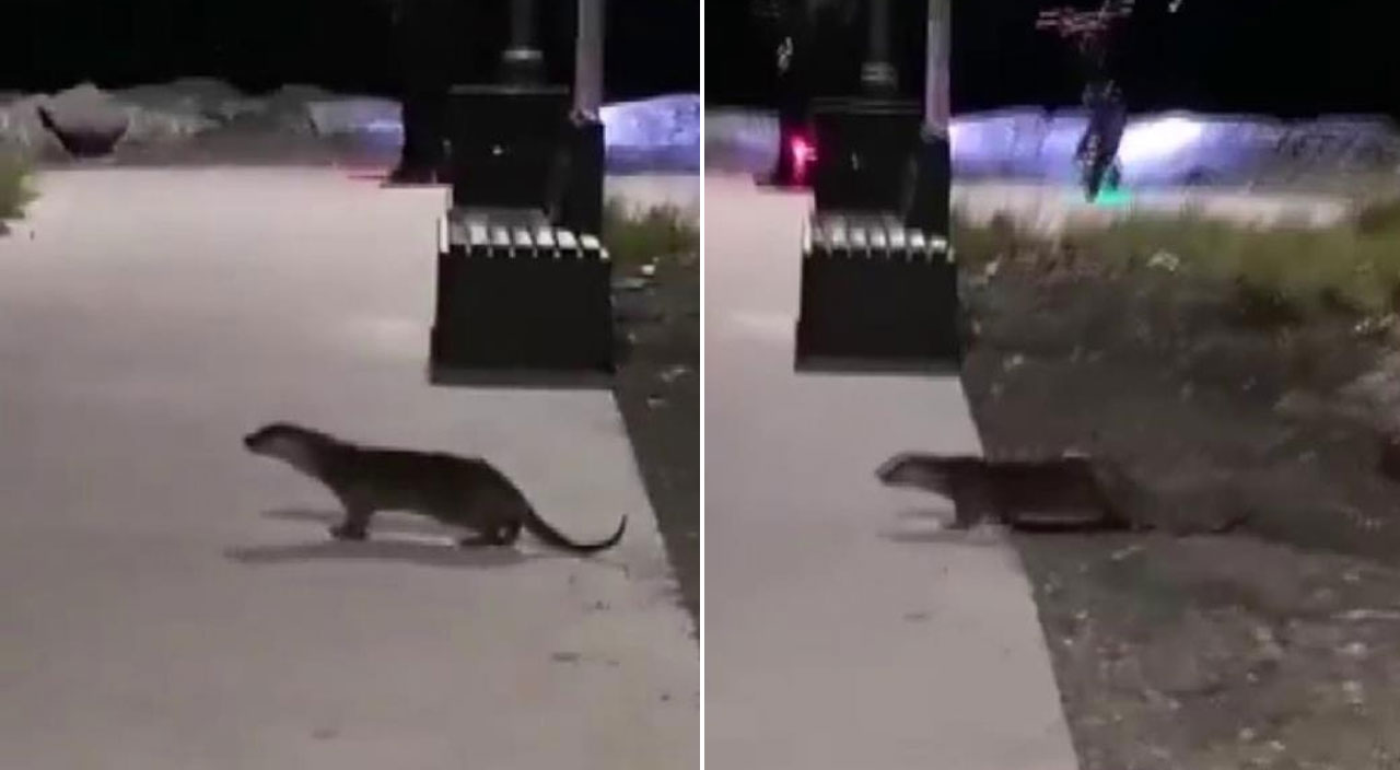 Kadıköy’de ortaya çıkan su samuru vatandaşı şaşkına çevirdi