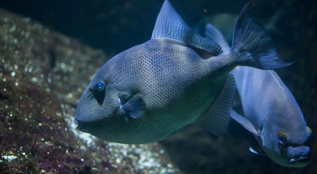 ‘Isıran balık’ paniği! Uzmanlar uyardı: Kaçın, yapışırsa bırakmaz