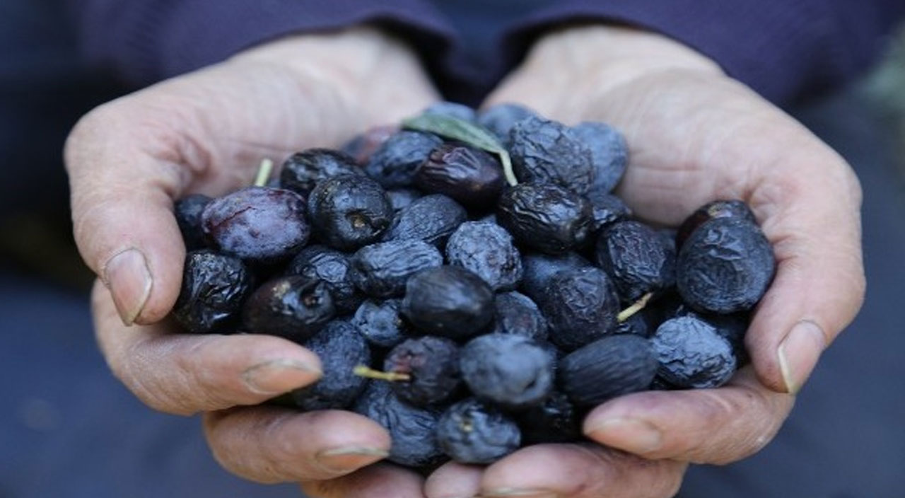 Zeytin çekirdeğinin faydaları inanılmaz, şifa dağıtıyor (Zeytin çekirdeği yutulur mu) Zeytin çekirdeğinin faydaları inanılmaz, şifa dağıtıyor (Zeytin çekirdeği yutulur mu)