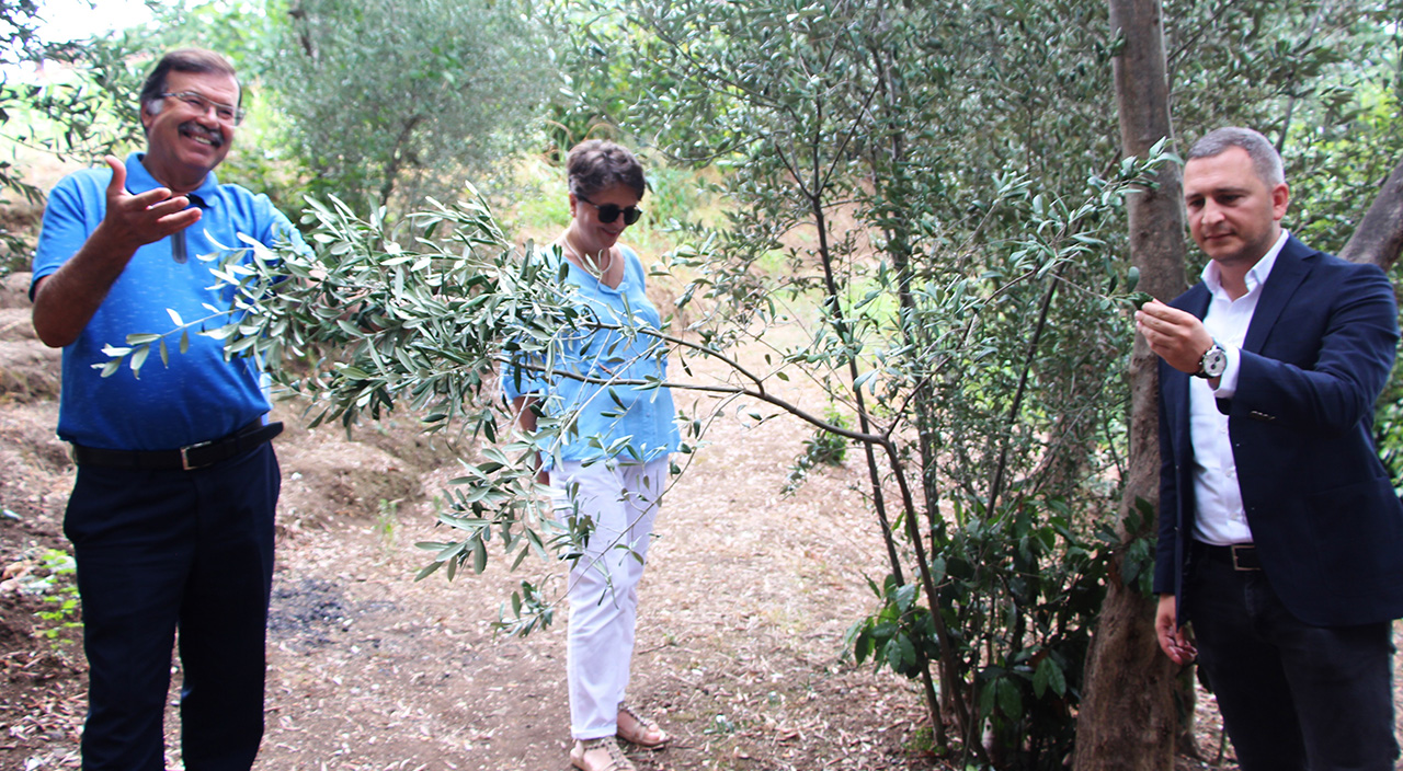 Bugünlerde adı var kendisi yok! Trabzon'da zeytin yetiştiriciliğinin tarihi milattan önceye dayanıyor