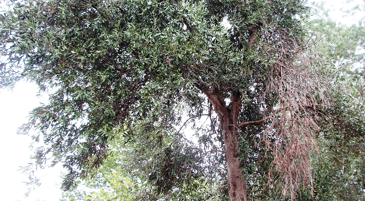 Bugünlerde adı var kendisi yok! Trabzon'da zeytin yetiştiriciliğinin tarihi milattan önceye dayanıyor