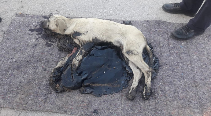 Tankerden dökülen zifte yapışan köpeği itfaiye ekipleri kurtardı