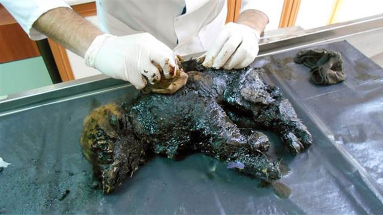 'Zift'ten iyi haber: Sağlığına kavuştu