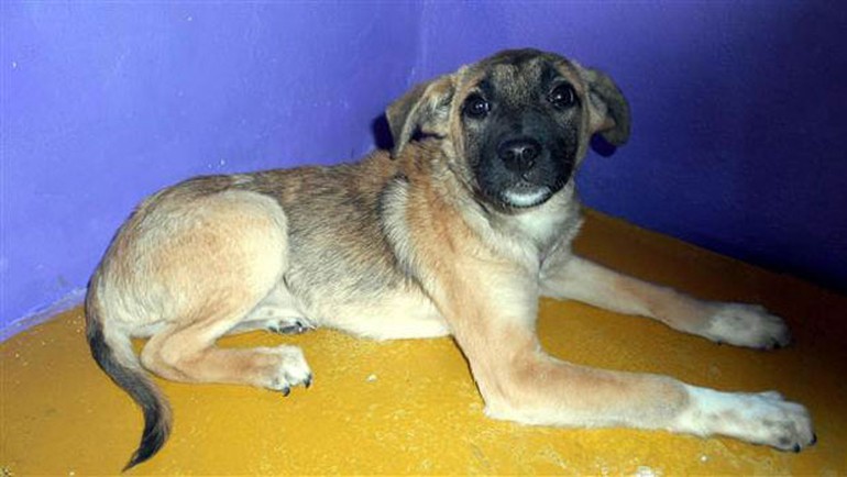 'Zift'ten iyi haber: Sağlığına kavuştu