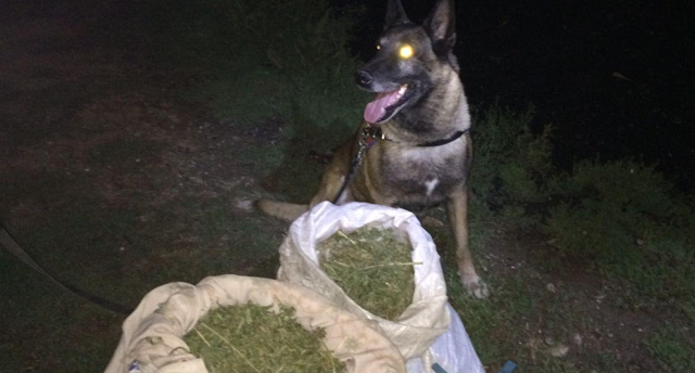 Zonguldak emniyeti zehir tacirlerine göz açtırmıyor