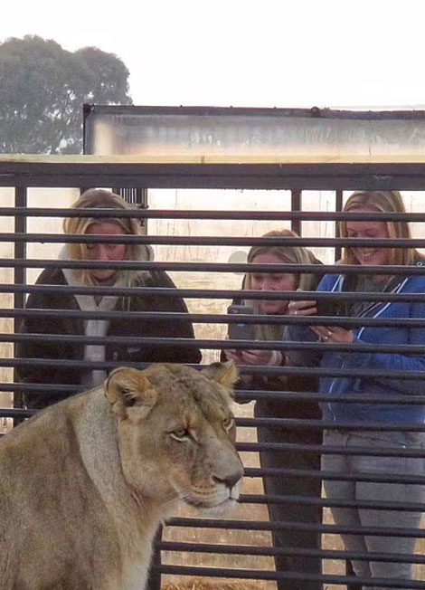 Bu hayvanat bahçesinde hayvanlar değil insanlar kafeste