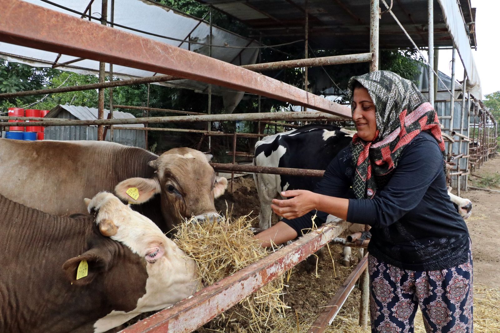 4 bilezikle girdiği hayvancılık işinde Kurban Bayramı öncesi servetine servet kattı