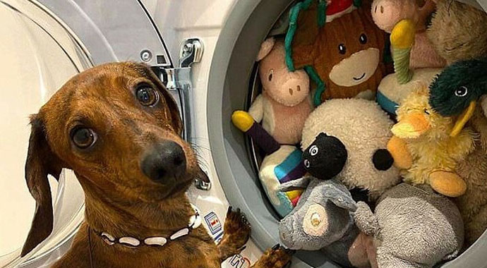 Oyuncaklarından asla vazgeçemeyen evcil hayvanlar