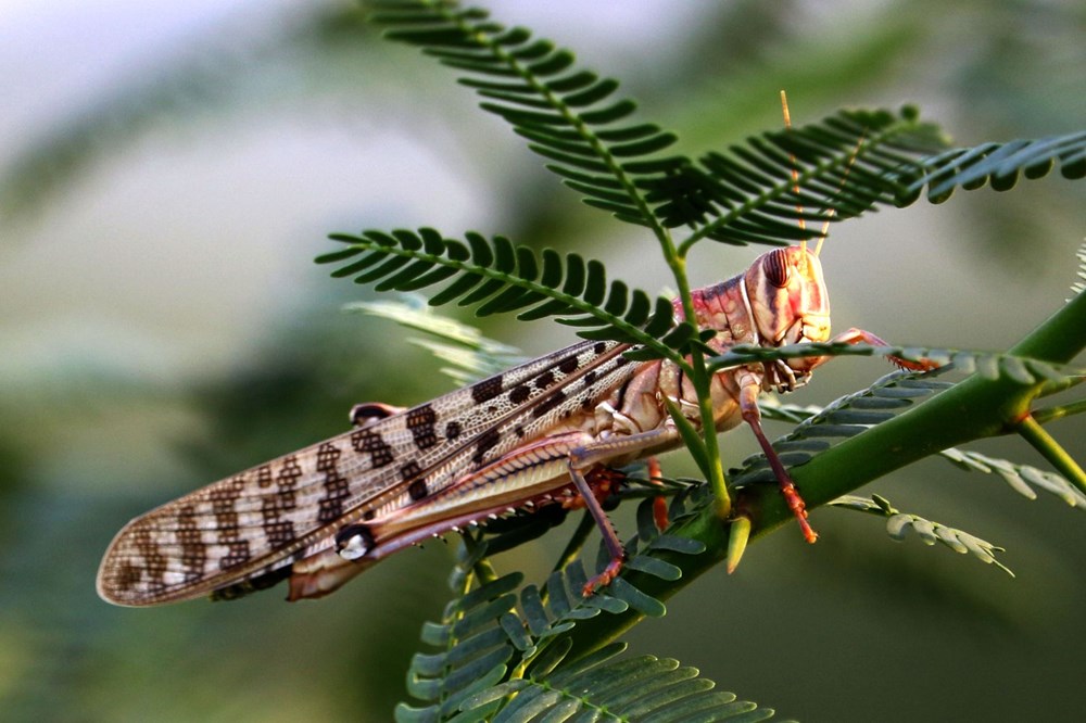 İstilacı çekirgeler ilerlemeye devam ediyor