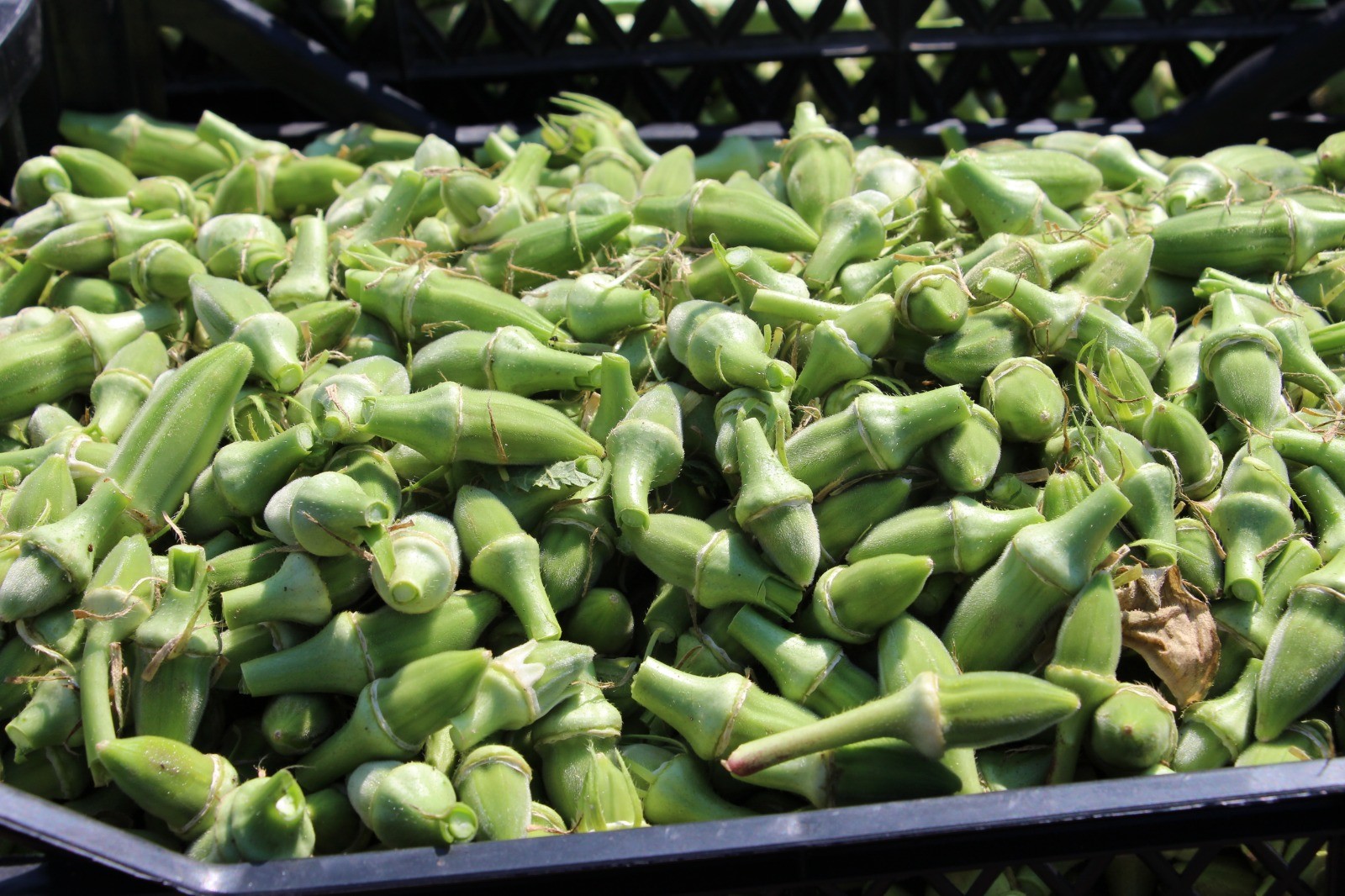 Yöneticiliği bırakıp çiftçi oldu... Hobi olarak başladı ticarete çevirdi