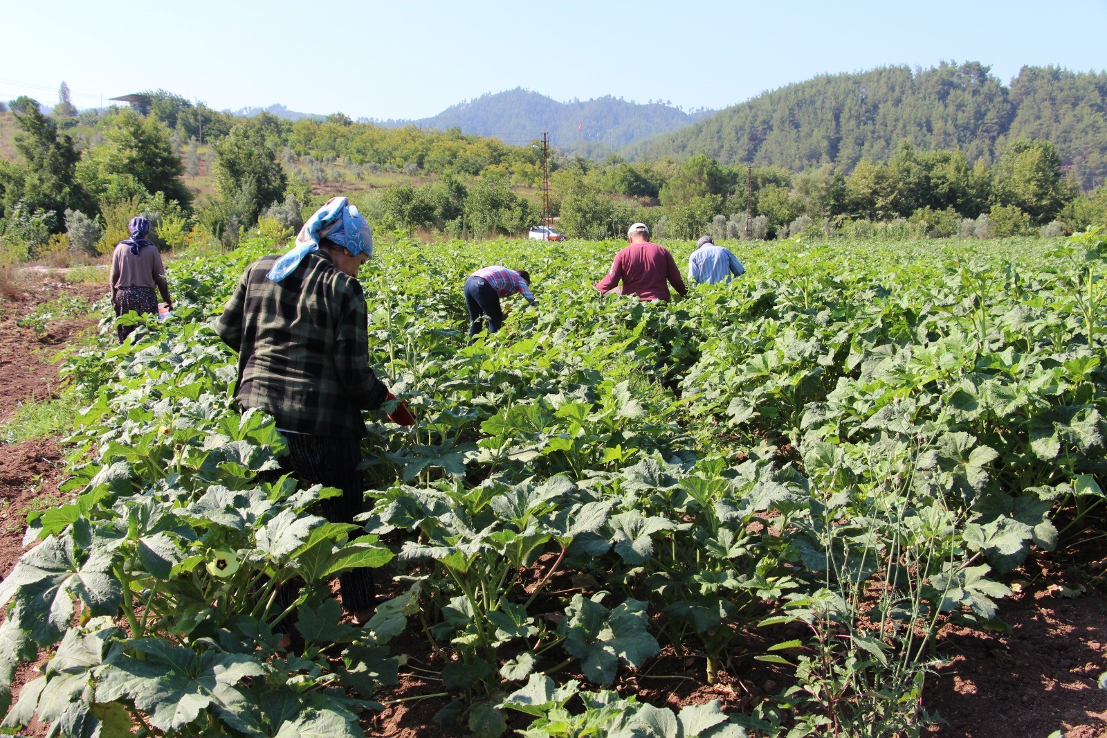 Yöneticiliği bırakıp çiftçi oldu... Hobi olarak başladı ticarete çevirdi