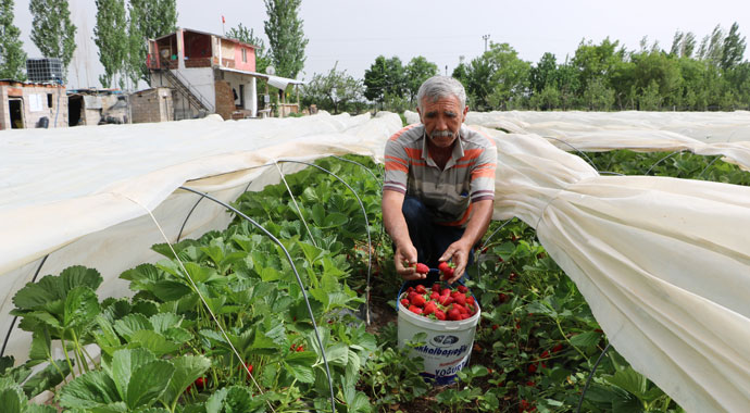 Bu tarlada herkes kendi çileğini topluyor
