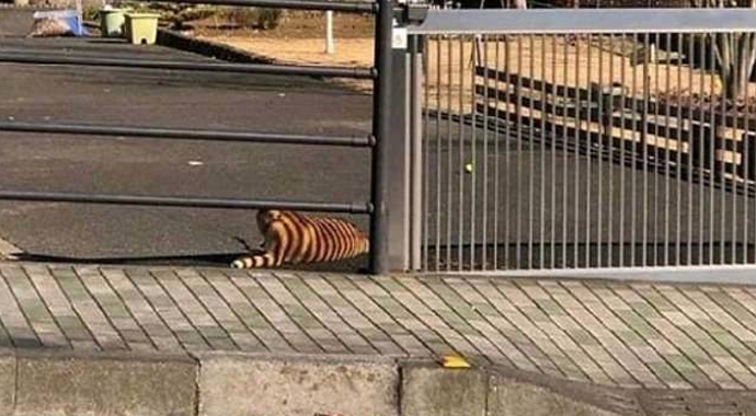 Sahiplerinden muziplikler! Korktuğunuz gibi değil