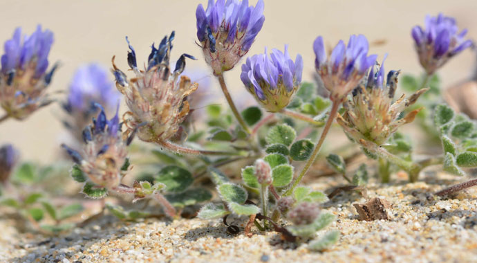 Yeni keşfedildi, Türkiye'de yetişiyor