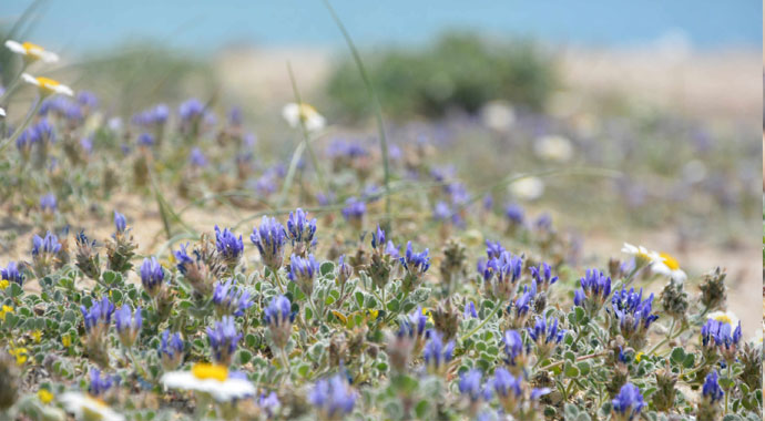 Yeni keşfedildi, Türkiye'de yetişiyor