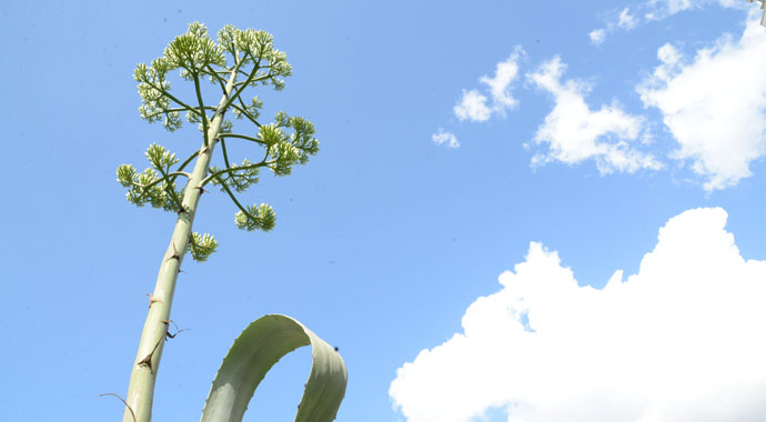 Dikildikten 21 yıl sona çiçek açtı!