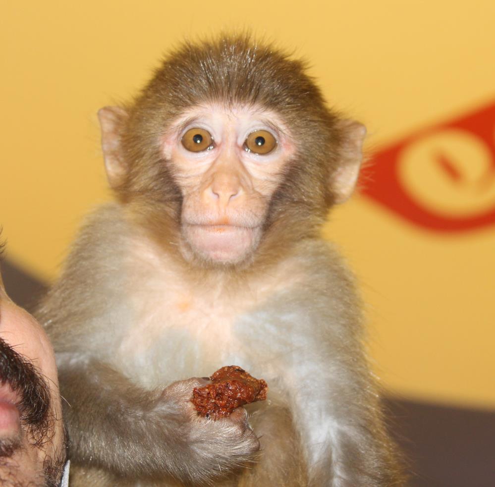 Bu maymun acı çiğköfte seviyor