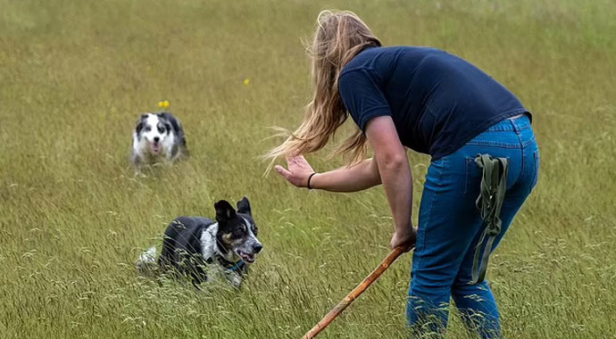 Sağır çoban köpeğine işaret dilini öğretiyor