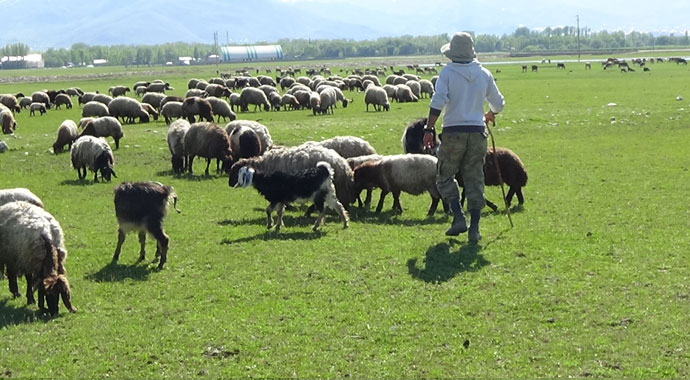 Çobanların zorlu Ramazan mesaisi