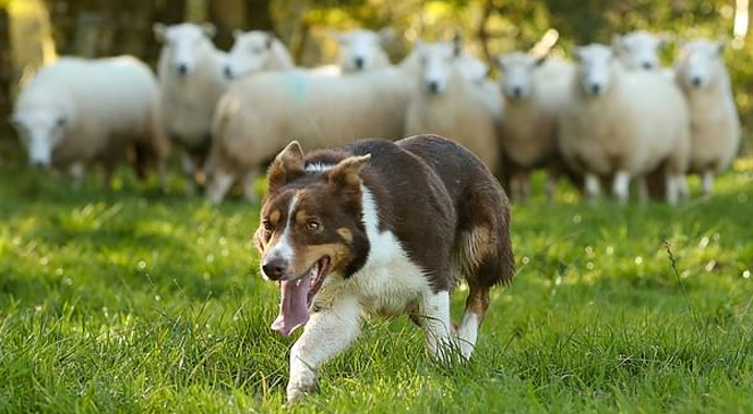 205 bin liralık çoban köpeği!