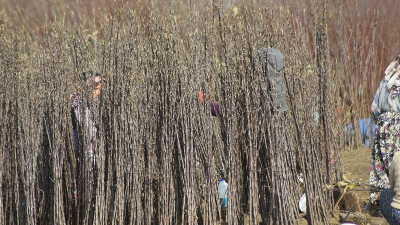 Bursa'da üretiliyor, 9 ülkeye ihraç ediliyor: 10 milyon dolar gelir