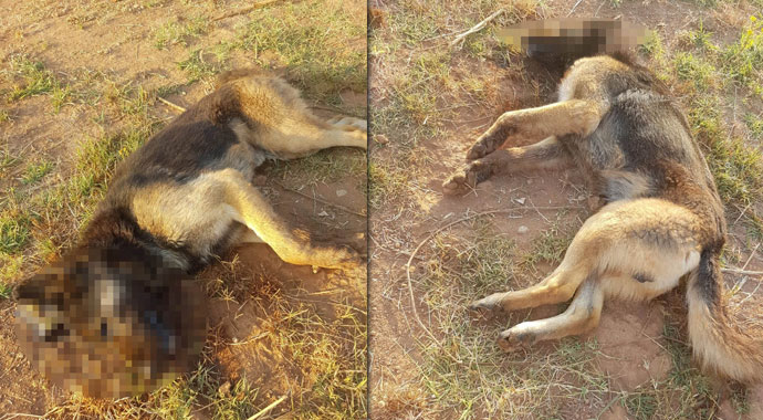 Köpekleri zehirleyen şüphelinin bulunması için para ödülü koydu