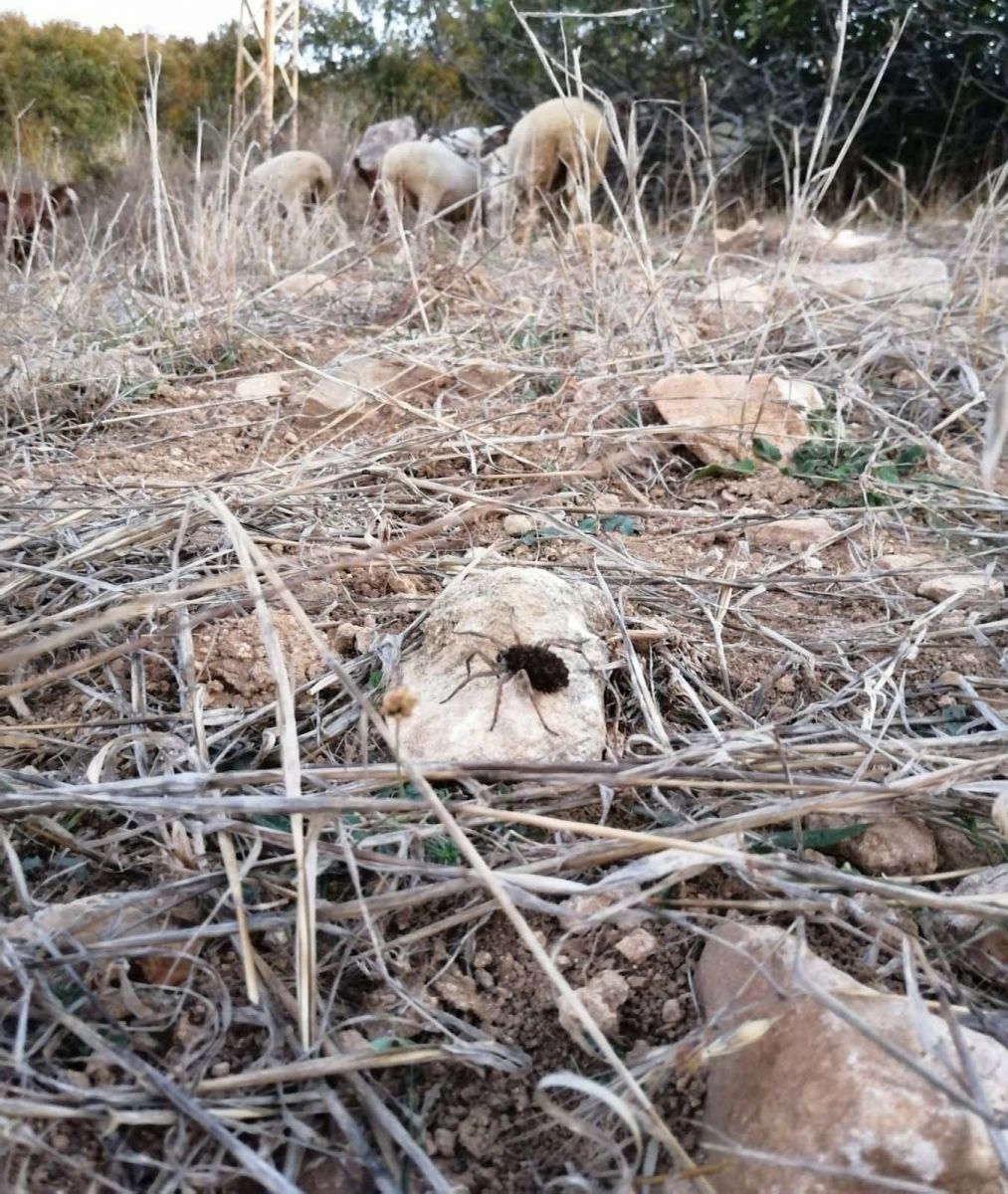 Doğa yürüyüşü yaparken fark edildi... Görenler ne yapacağını şaşırdı!