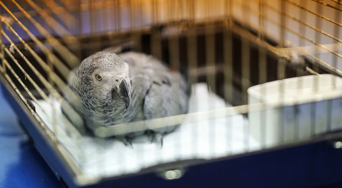 Murat Özdemir tarafından işkence edilen papağanın durumu nasıl? İşte görüntüleri...