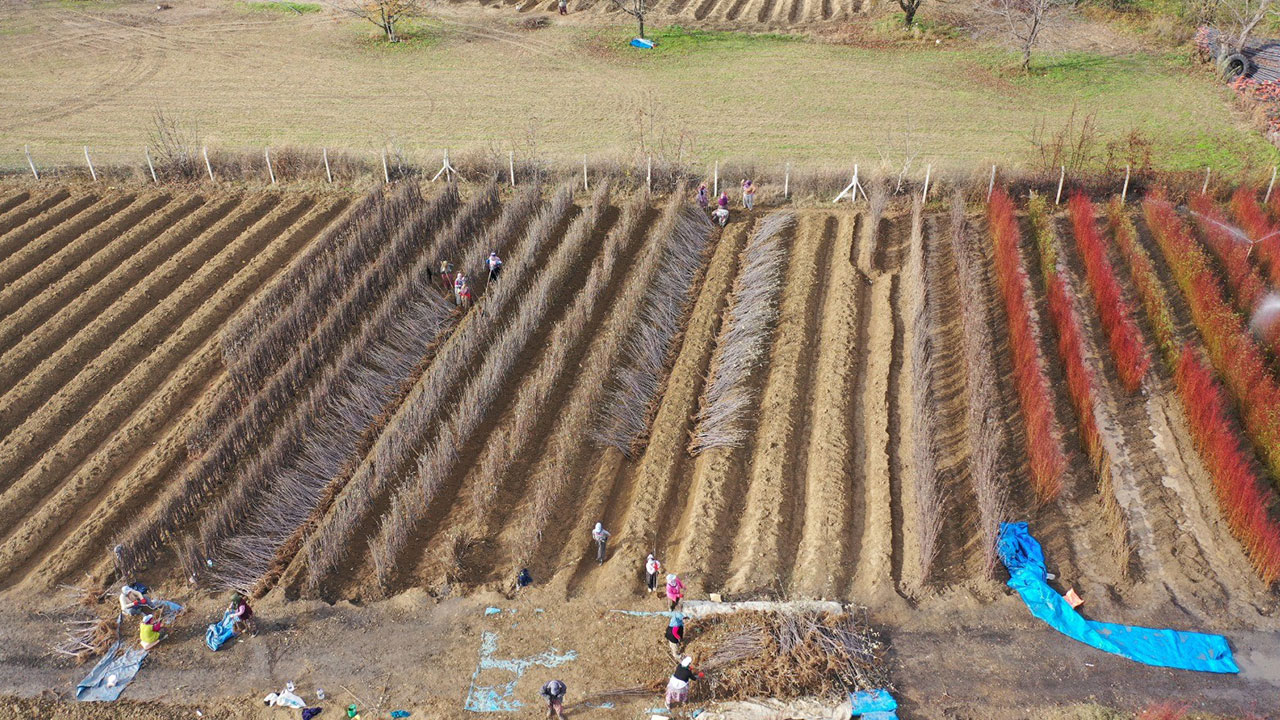 Bursa'da üretiliyor, 9 ülkeye ihraç ediliyor: 10 milyon dolar gelir