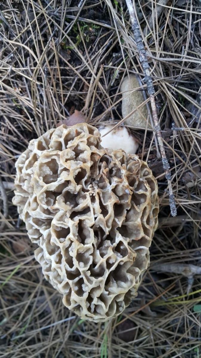 Kilosu 100 TL'yi buluyor! Vatandaşlar birbiriyle yarışıyor