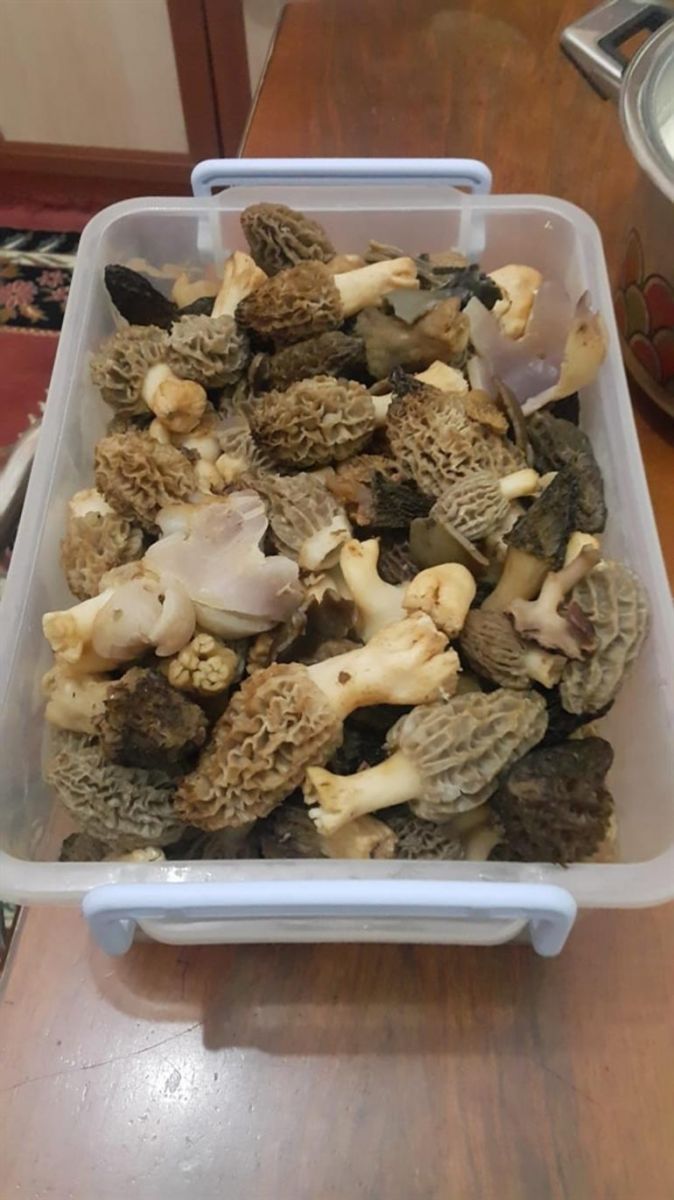 Kilosu 100 TL'yi buluyor! Vatandaşlar birbiriyle yarışıyor