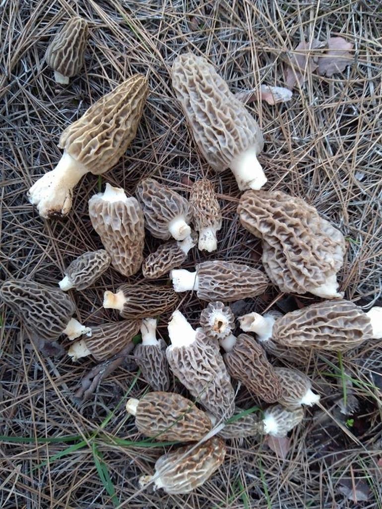 Kilosu 100 TL'yi buluyor! Vatandaşlar birbiriyle yarışıyor