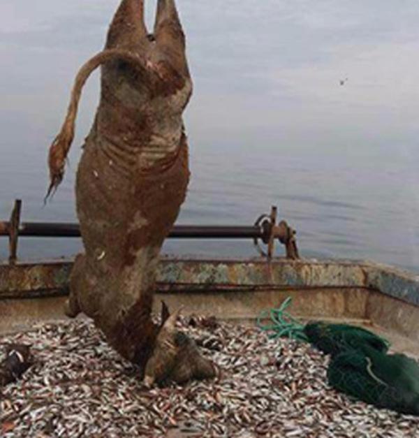 Kocaeli'de balıkçıların ağına dana takıldı