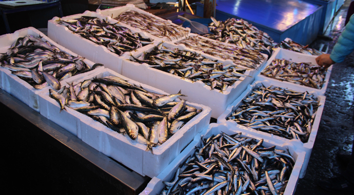 Yerli hamsi yerini istavrite bırakıyor