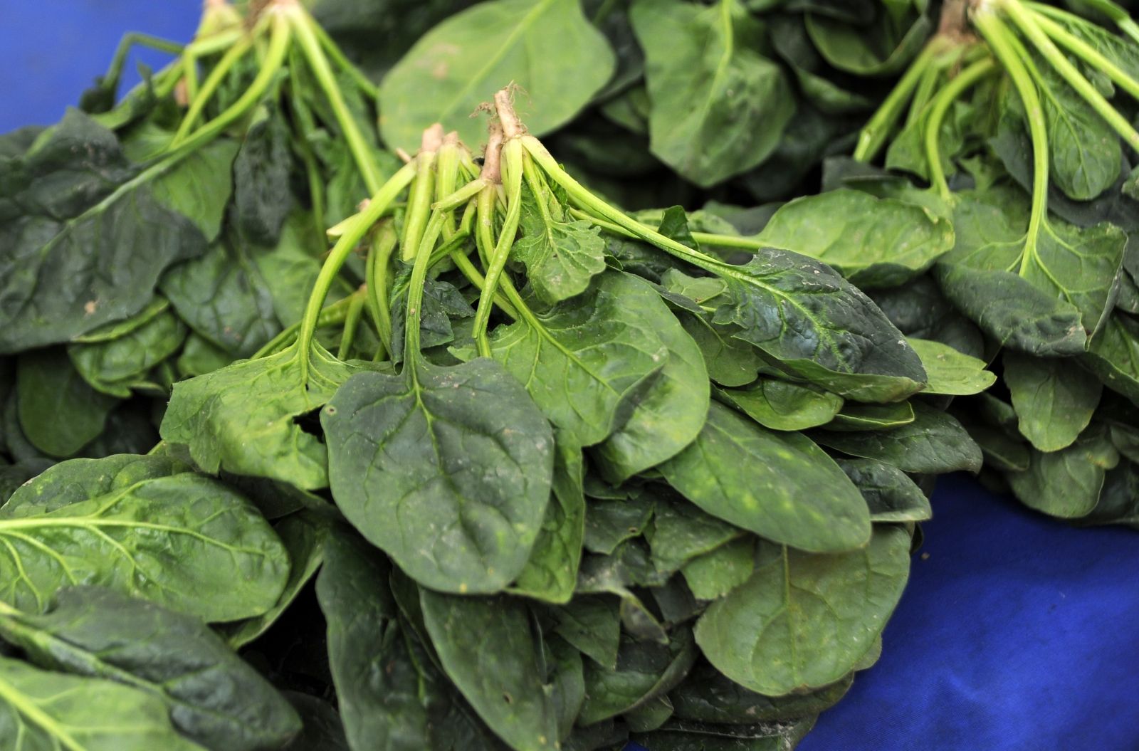 Fiyatlar düştü, ıspanak satışları arttı