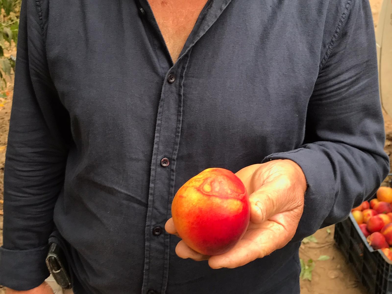'Allah' yazılı şeftali görenleri şaşırttı